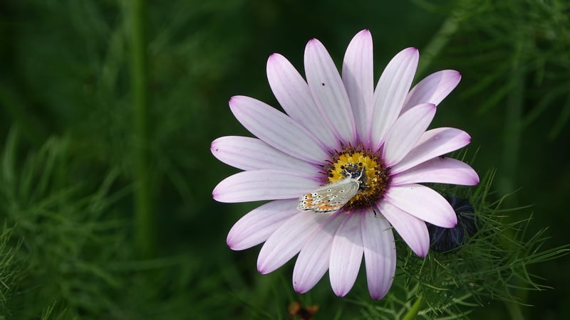 Crowdfunding Campaigns